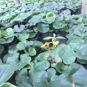 自家苗圃供应大吴风草杯苗基地直销一手货源视频看货