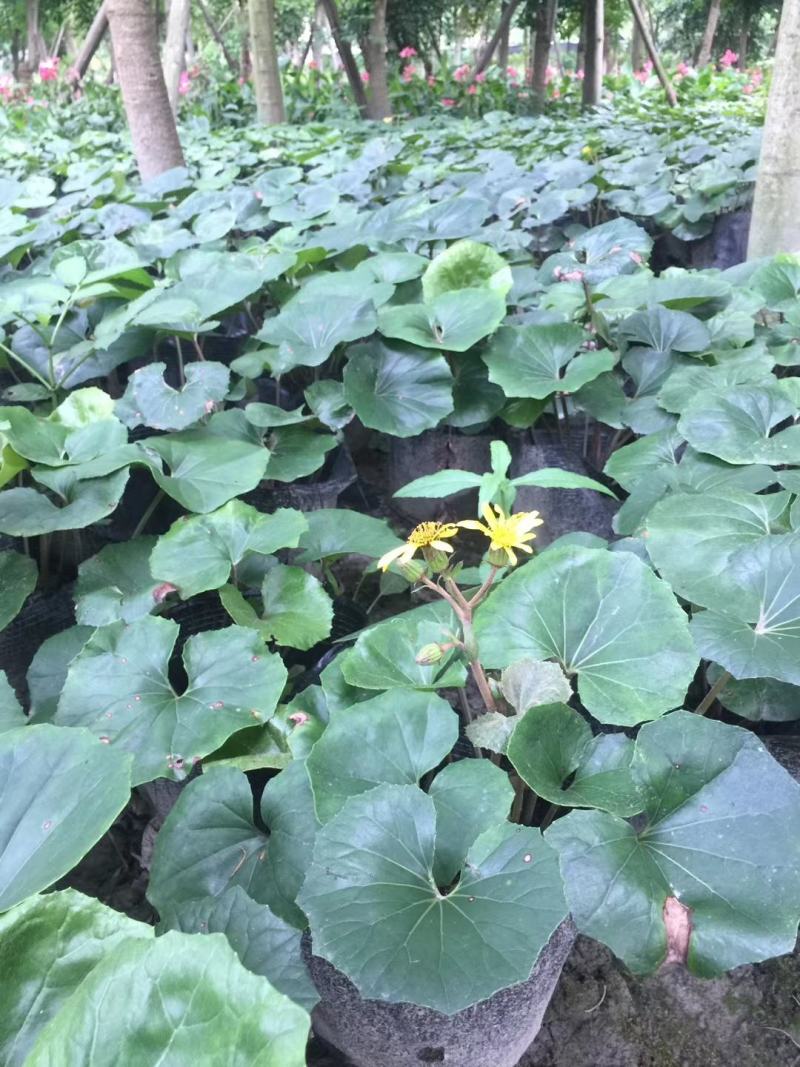 自家苗圃供应大吴风草杯苗基地直销一手货源视频看货