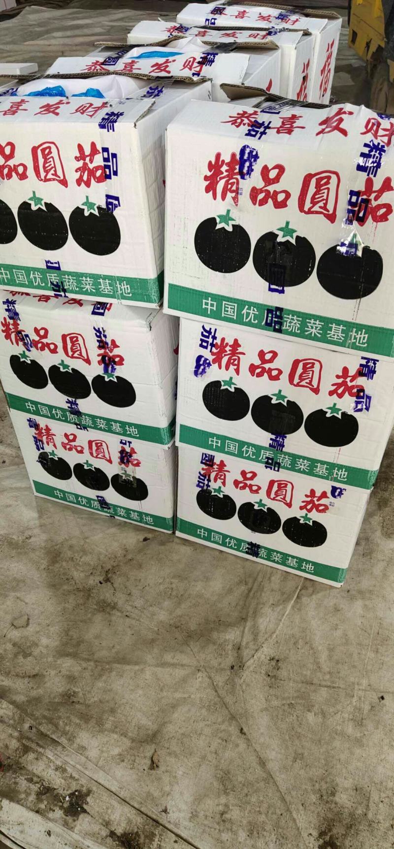 莘县王奉镇，陆地紫光圆茄大量上市季！现采现摘，按需分拣，