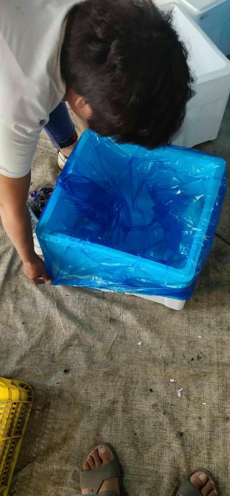 莘县王奉镇，陆地紫光圆茄大量上市季！现采现摘，按需分拣，