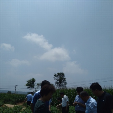 山西屯留河神庙土豆大量上市