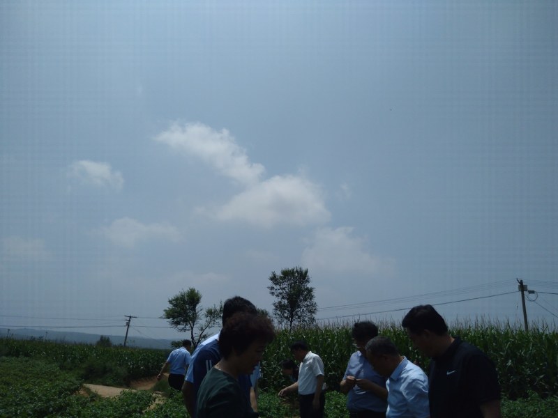 山西屯留河神庙土豆大量上市