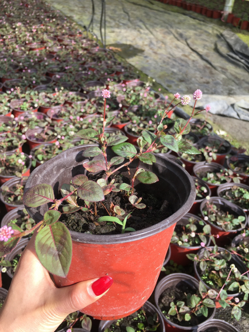 头花蓼种植基地，头花蓼地被植物