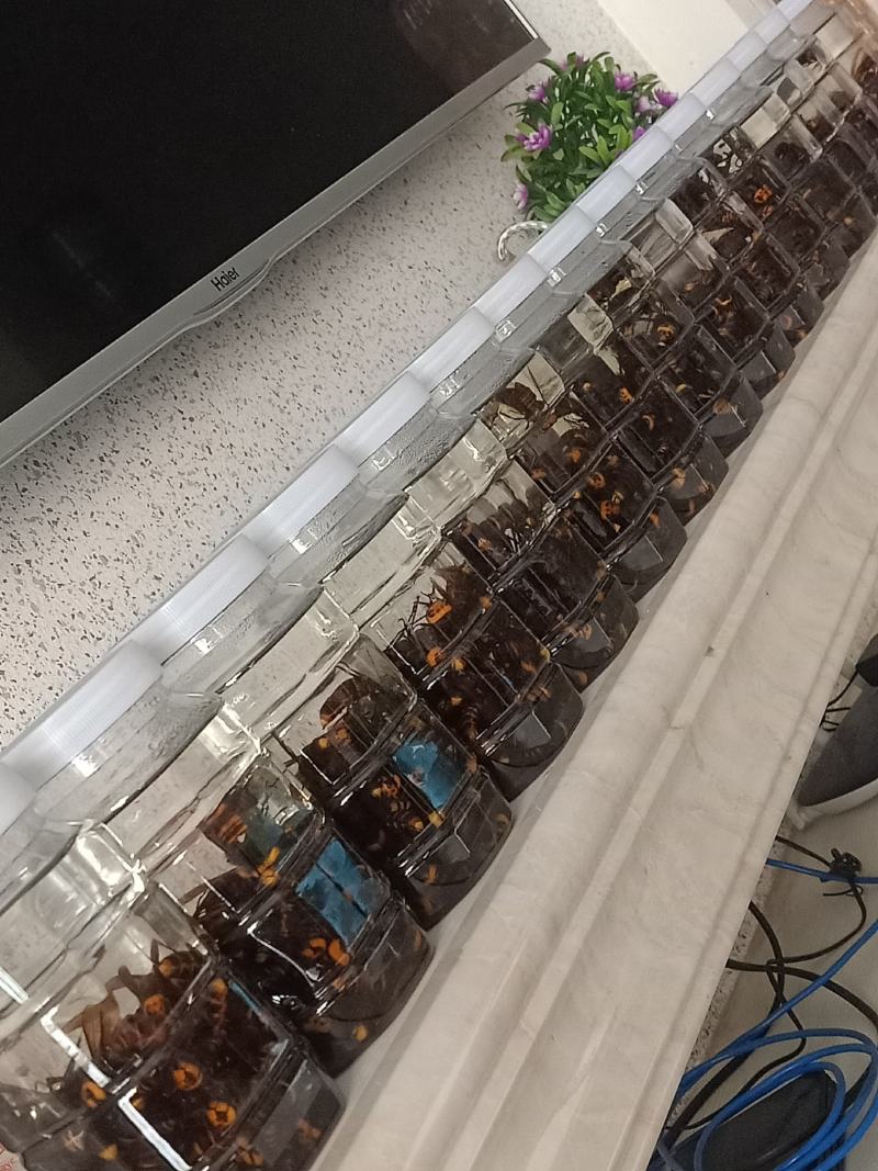 金环虎头蜂老蜂。批发。零售