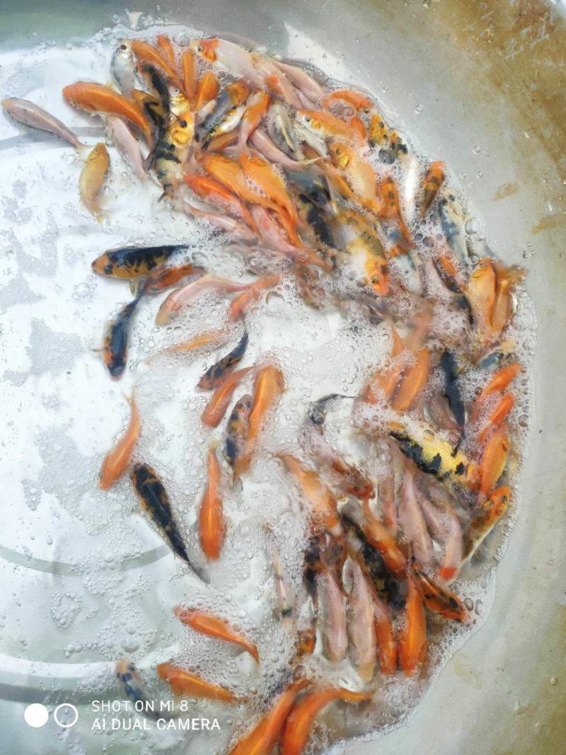 锦鲤多种观赏鱼批发零售鱼场直销视频选鱼全国供应