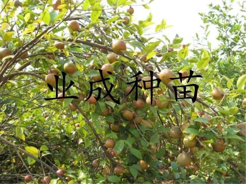 大果白花油茶种子大果红花油茶种子小果土白花油茶种子