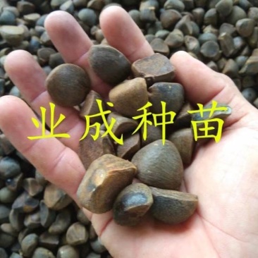 大果白花油茶种子大果红花油茶种子小果土白花油茶种子