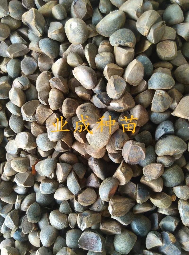 大果白花油茶种子大果红花油茶种子小果土白花油茶种子
