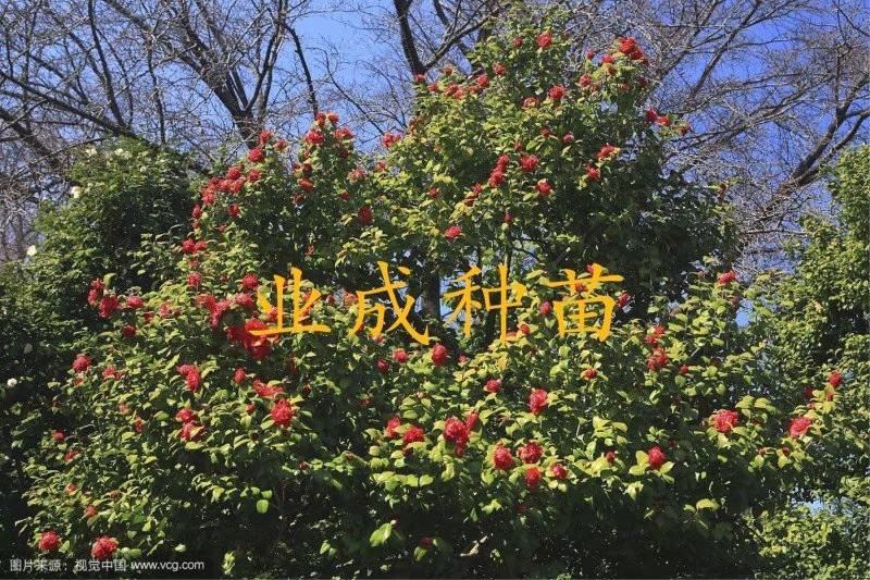 大果白花油茶种子大果红花油茶种子小果土白花油茶种子