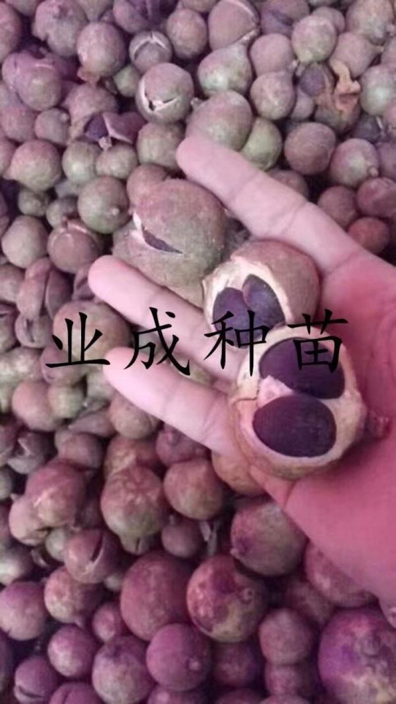 大果白花油茶种子大果红花油茶种子小果土白花油茶种子