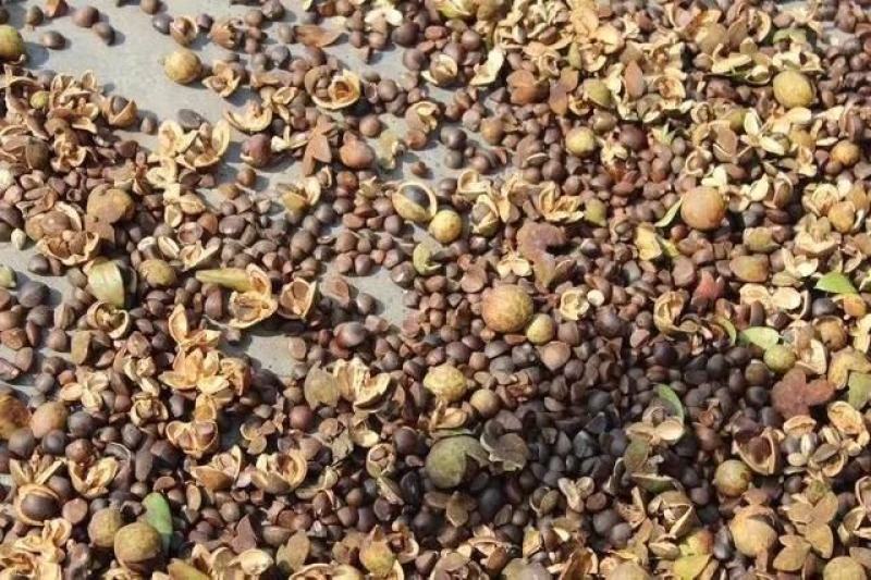 大果白花油茶种子大果红花油茶种子小果土白花油茶种子