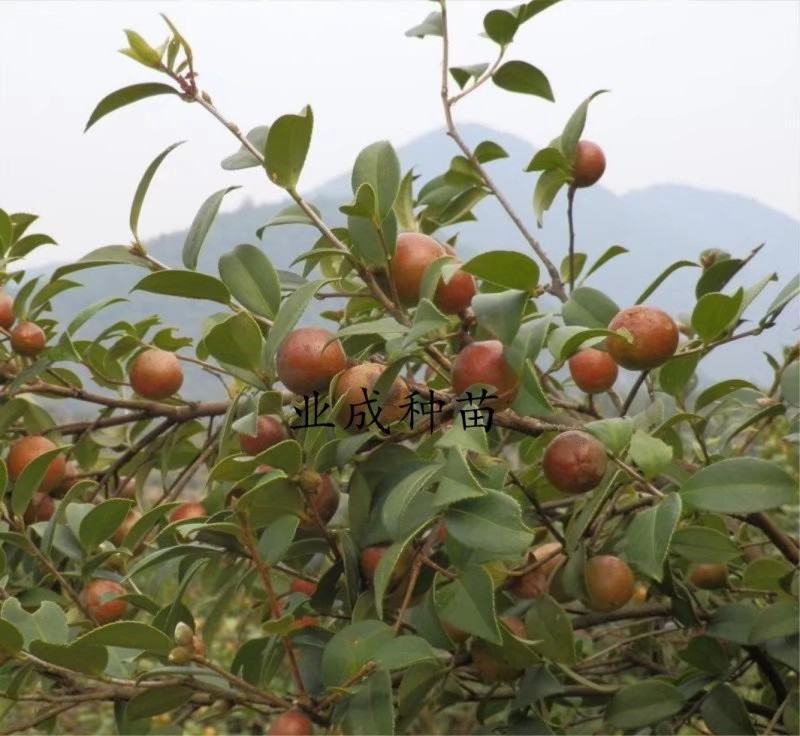 大果白花油茶种子大果红花油茶种子小果土白花油茶种子