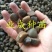 大果白花油茶种子大果红花油茶种子小果土白花油茶种子