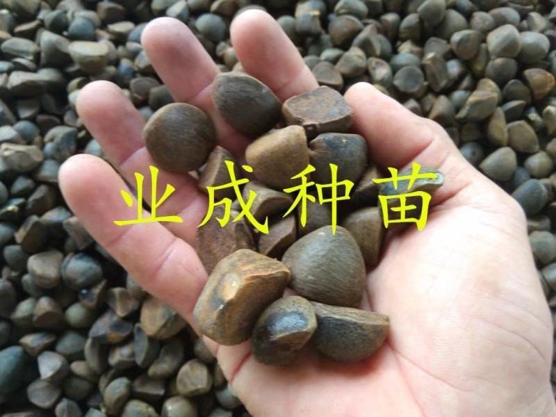 大果白花油茶种子大果红花油茶种子小果土白花油茶种子