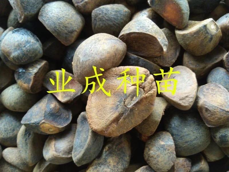 大果白花油茶种子大果红花油茶种子小果土白花油茶种子