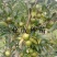 大果白花油茶种子大果红花油茶种子小果土白花油茶种子