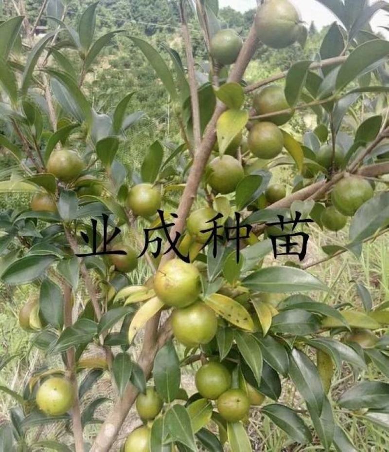 大果白花油茶种子大果红花油茶种子小果土白花油茶种子