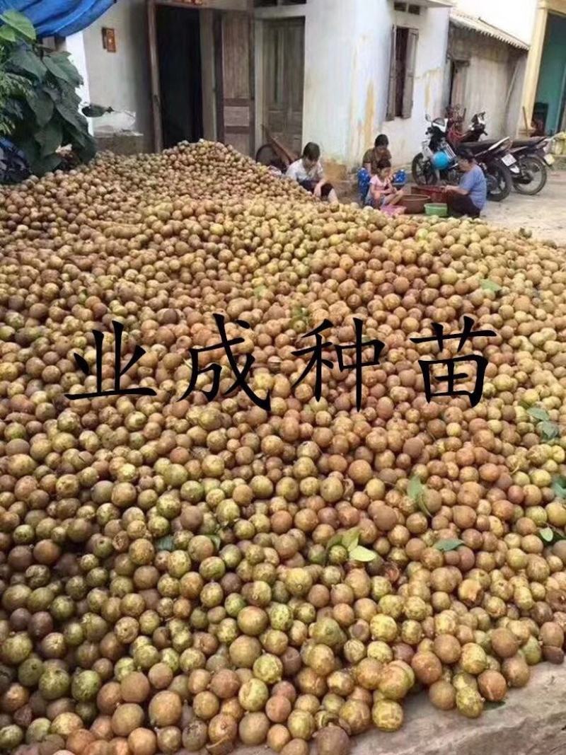大果白花油茶种子大果红花油茶种子小果土白花油茶种子