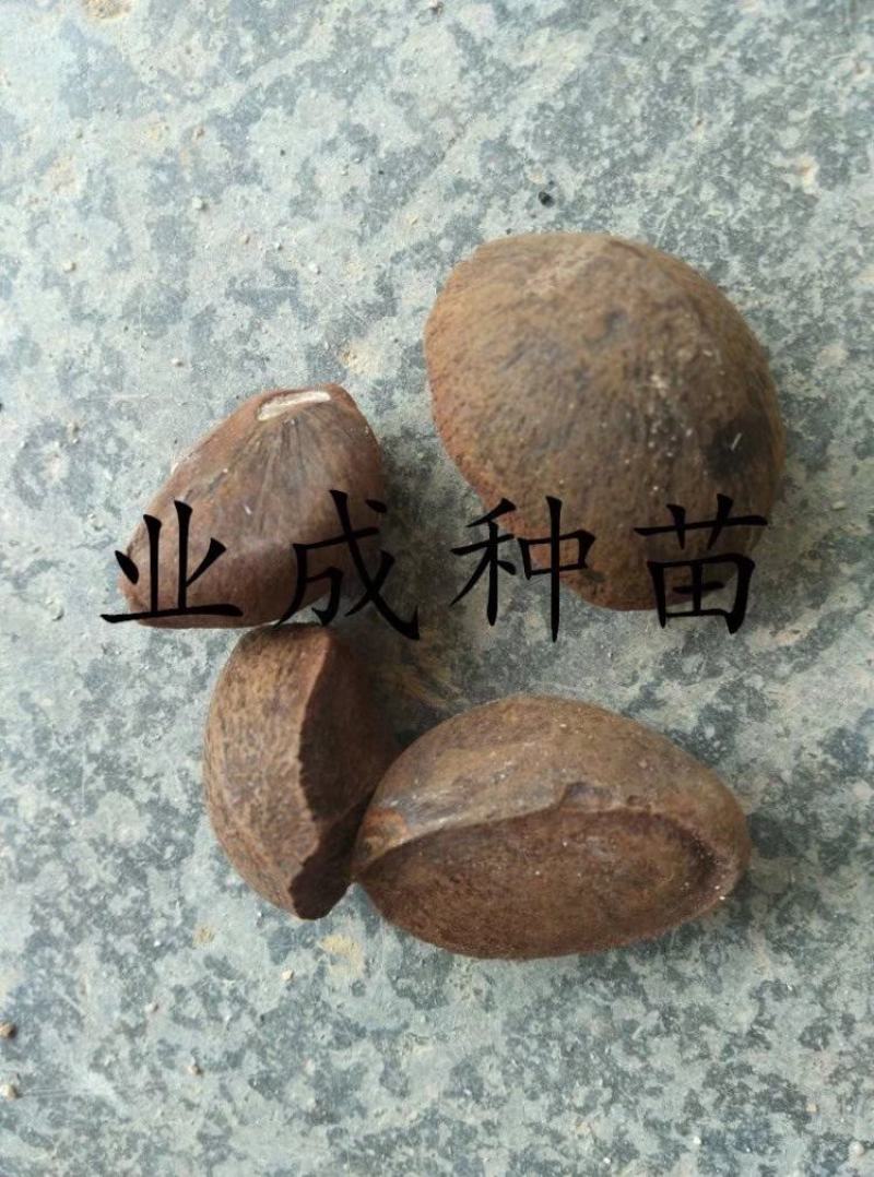 大果白花油茶种子大果红花油茶种子小果土白花油茶种子