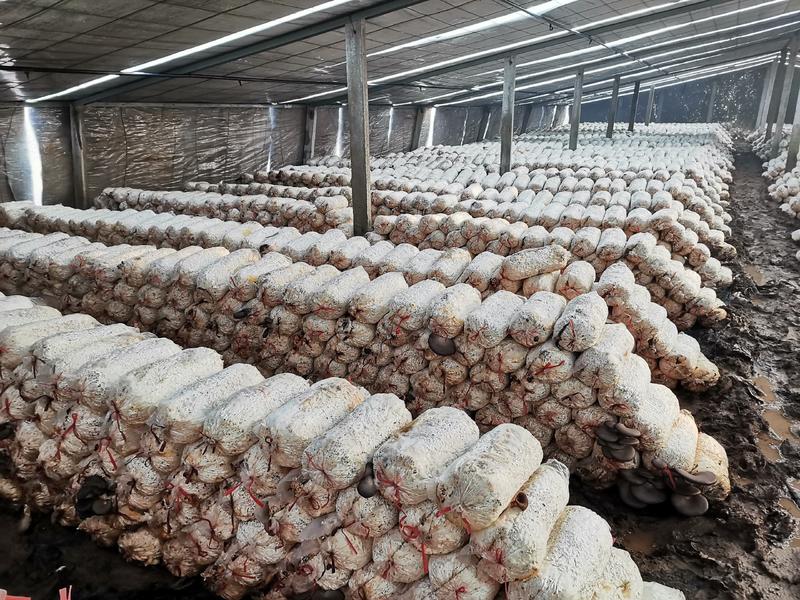 优质灰平菇菌袋预售高产抗病