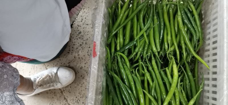 精品辣椒大量上市，有需求的老板赶快联系了