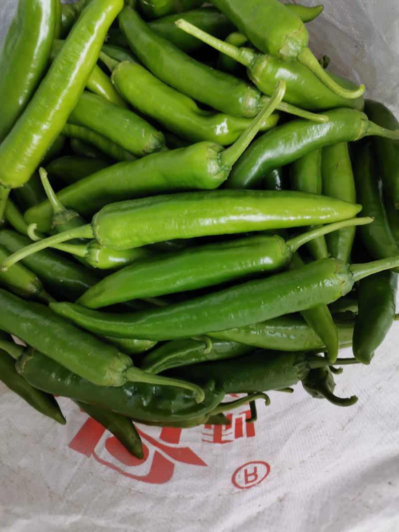精品辣椒大量上市，有需求的老板赶快联系了