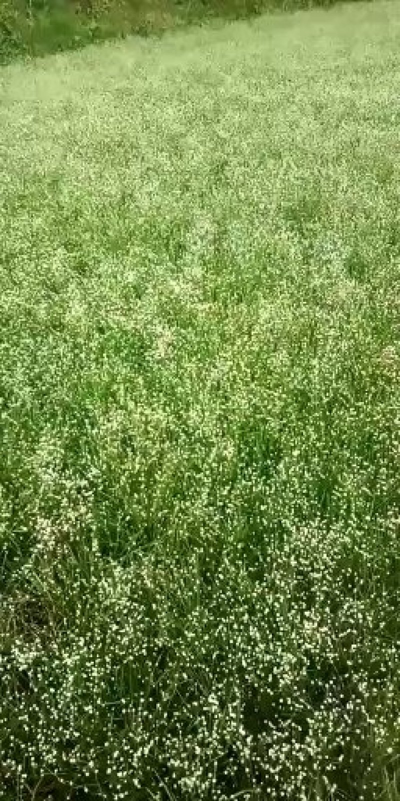 专做谷精草，又名珍珠草，种谷精草我是认真的，请看视频图片