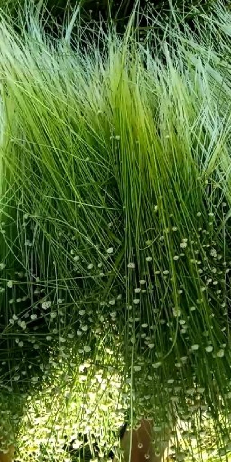 专做谷精草，又名珍珠草，种谷精草我是认真的，请看视频图片