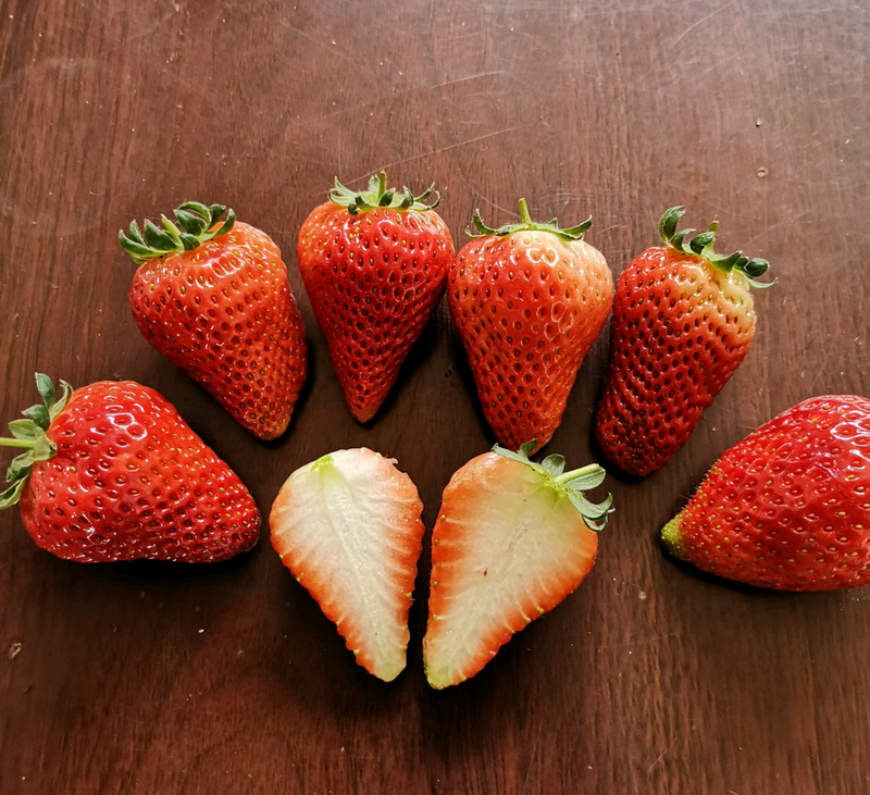 妙香七号草莓苗草莓苗脱毒草莓苗苗提供技术基地直销