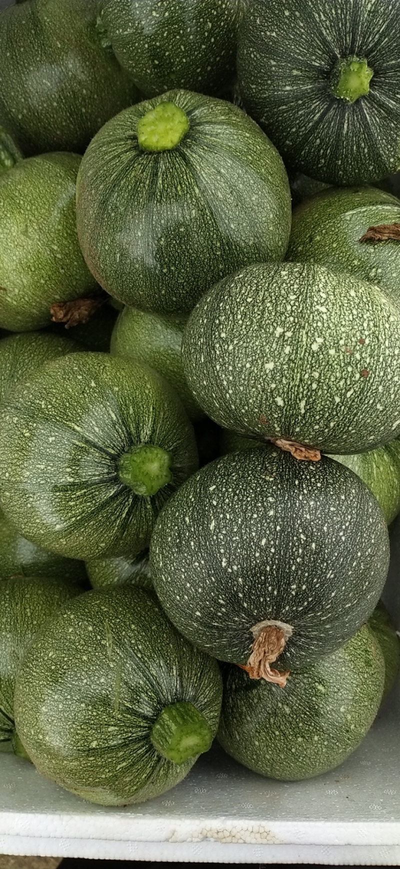 圆葫芦青黄葫芦宝塔花茴香球