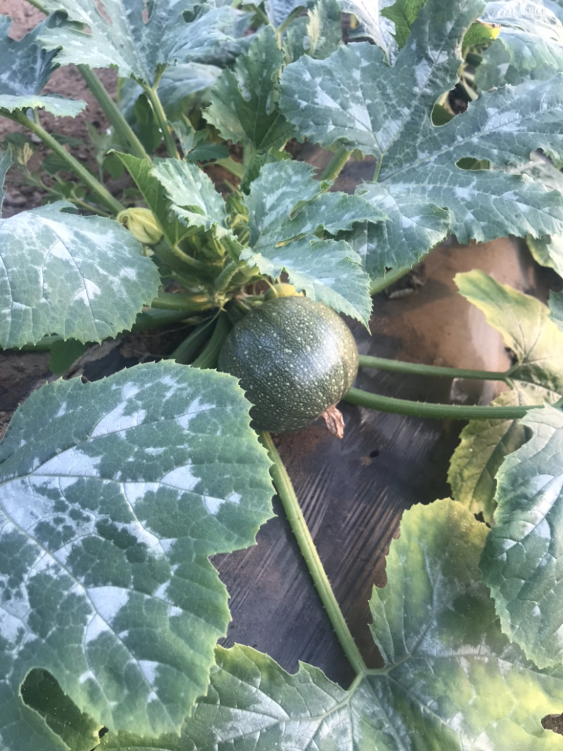 圆葫芦青黄葫芦宝塔花茴香球