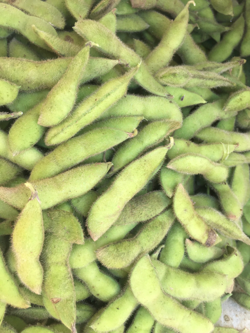 湖北随州随县毛豆角