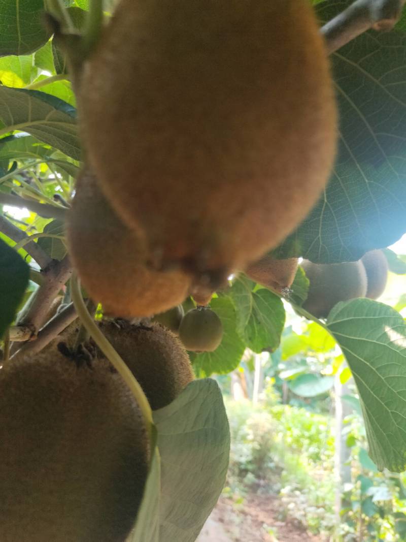 大量有米良猕猴桃，口感好，果形长