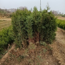 侧柏。河北石家庄井陉县侧柏培育基地，白皮松，五角枫。