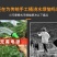 充电水泵便携式家用户外浇菜充电式抽水泵12v小型抽水机打