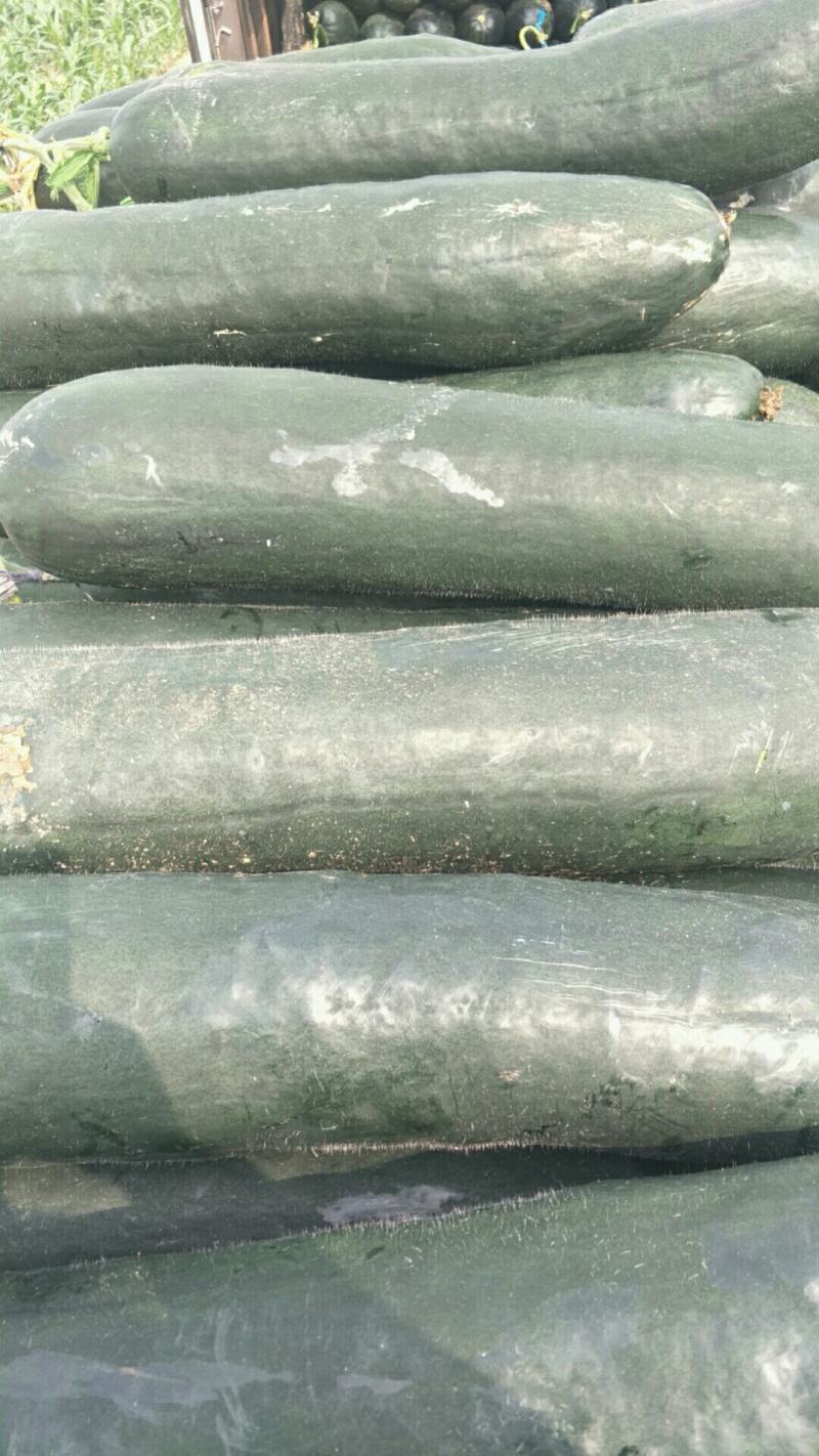 河北唐山精品黑皮冬瓜河北质量好产地直发价优