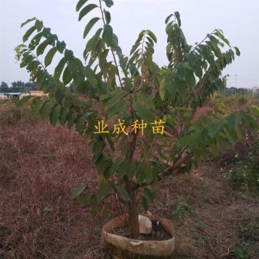 \番荔枝苗释迦果苗凤梨释迦树番荔枝树桩林檎果树