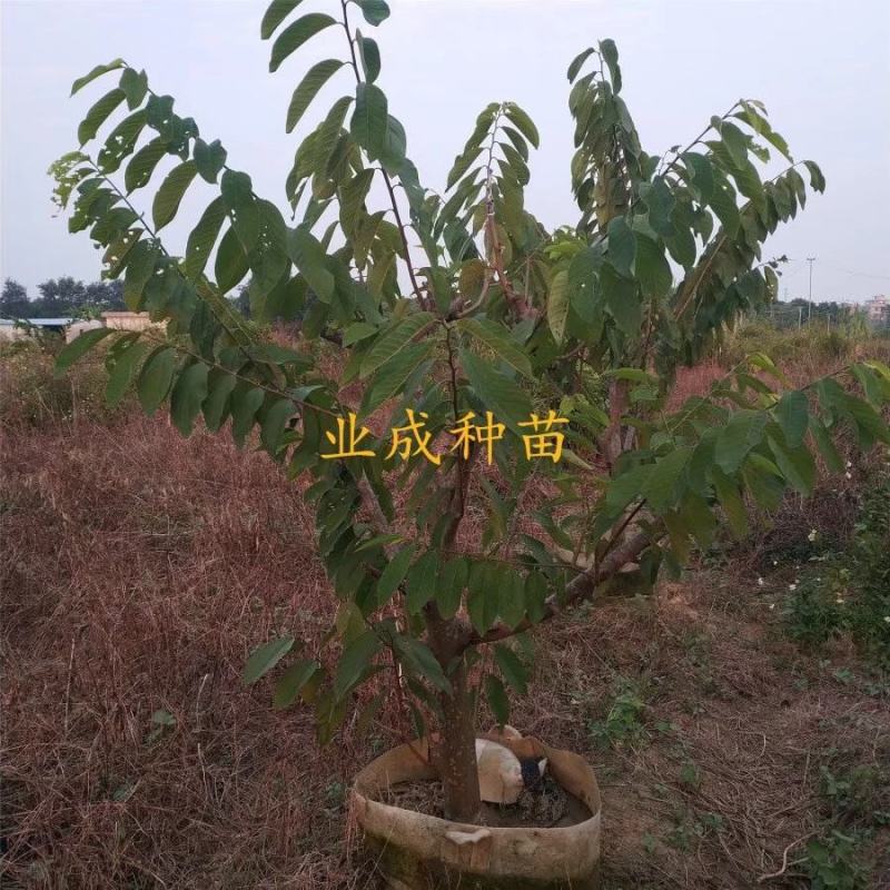 \番荔枝苗释迦果苗凤梨释迦树番荔枝树桩林檎果树