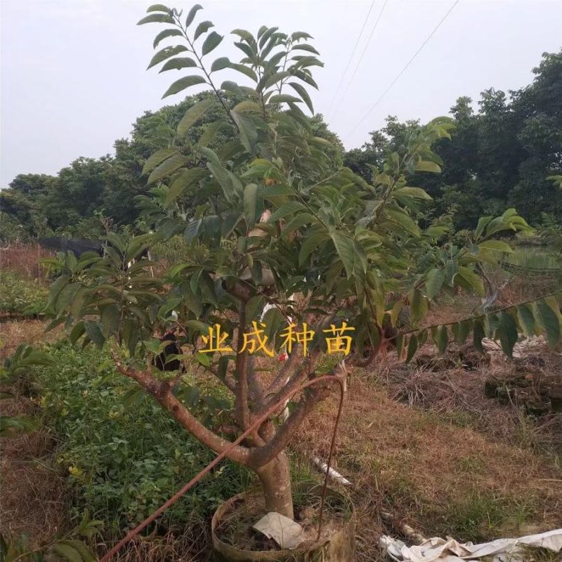 \番荔枝苗释迦果苗凤梨释迦树番荔枝树桩林檎果树