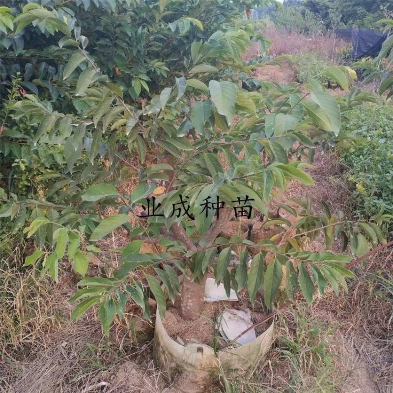 \番荔枝苗释迦果苗凤梨释迦树番荔枝树桩林檎果树
