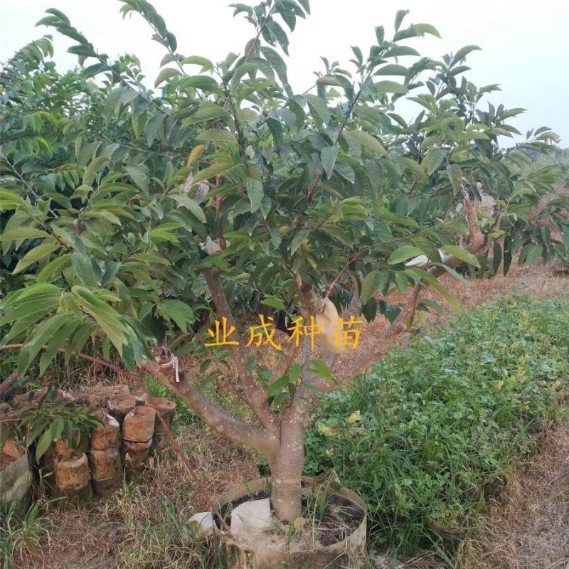 \番荔枝苗释迦果苗凤梨释迦树番荔枝树桩林檎果树