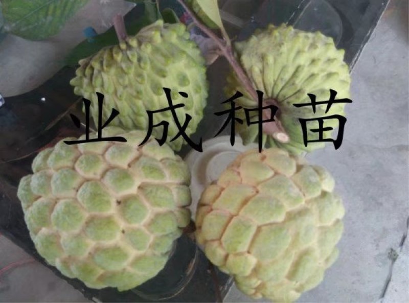 \番荔枝苗释迦果苗凤梨释迦树番荔枝树桩林檎果树