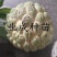 \番荔枝苗释迦果苗凤梨释迦树番荔枝树桩林檎果树
