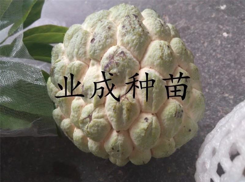 \番荔枝苗释迦果苗凤梨释迦树番荔枝树桩林檎果树