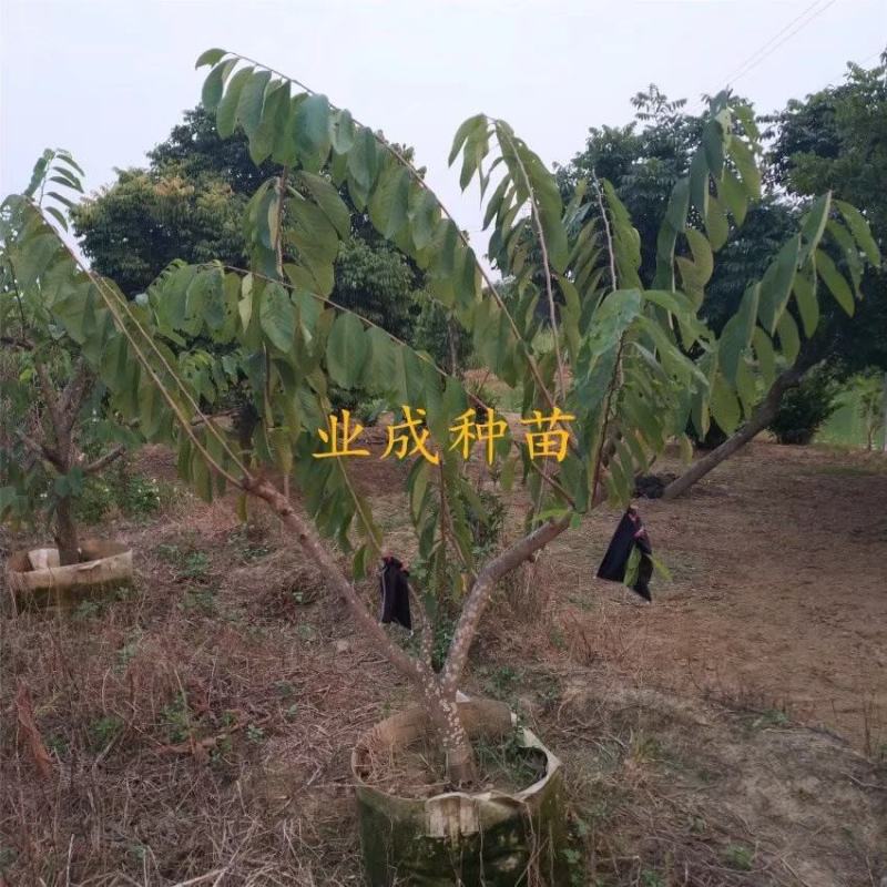 \番荔枝苗释迦果苗凤梨释迦树番荔枝树桩林檎果树