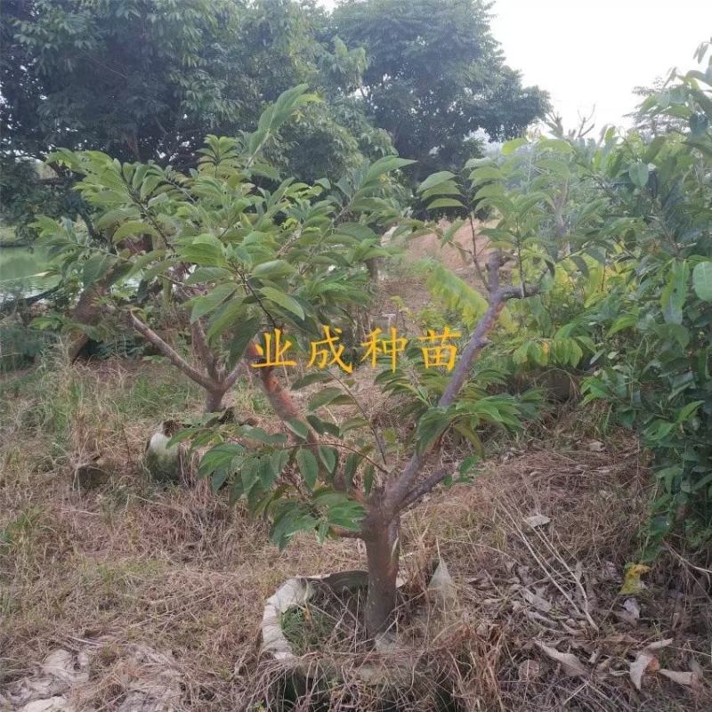 \番荔枝苗释迦果苗凤梨释迦树番荔枝树桩林檎果树
