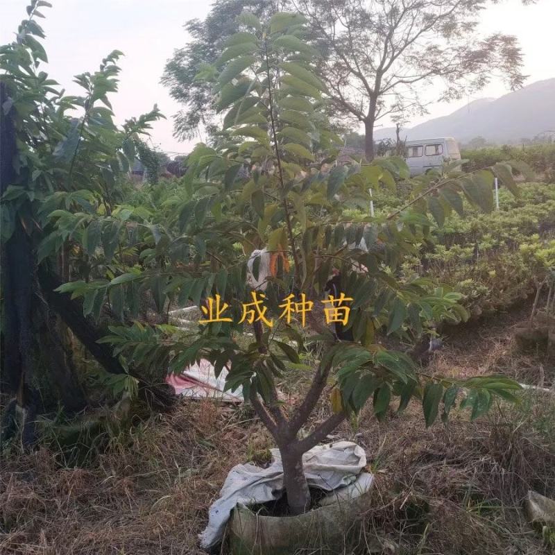 \番荔枝苗释迦果苗凤梨释迦树番荔枝树桩林檎果树