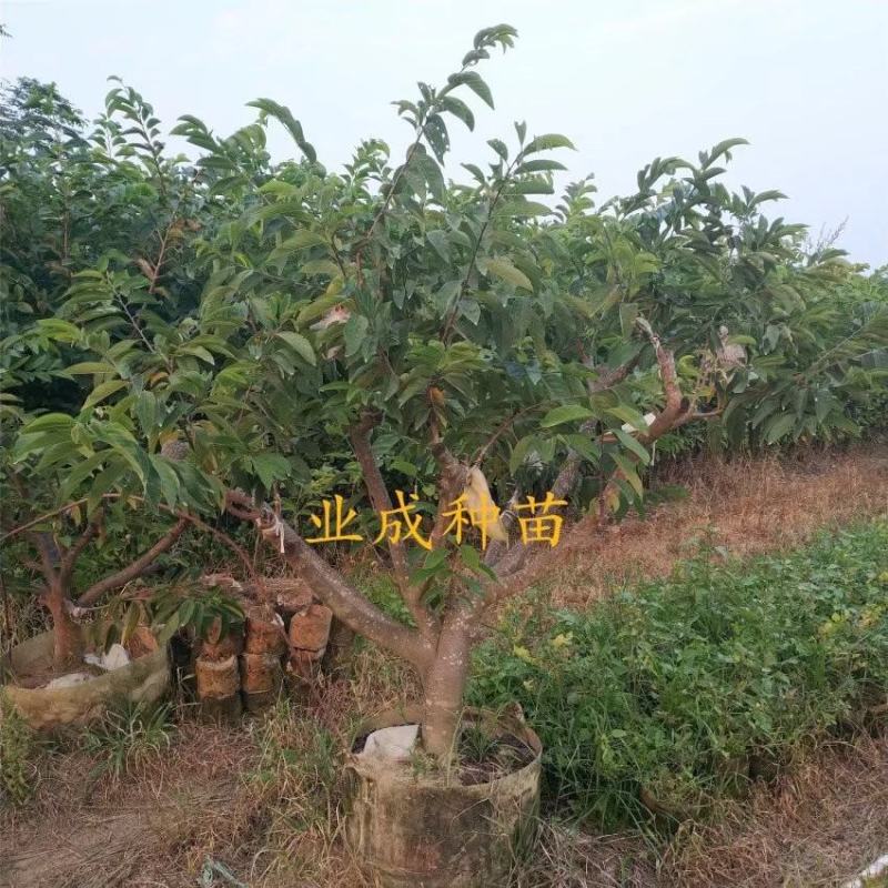 \番荔枝苗释迦果苗凤梨释迦树番荔枝树桩林檎果树