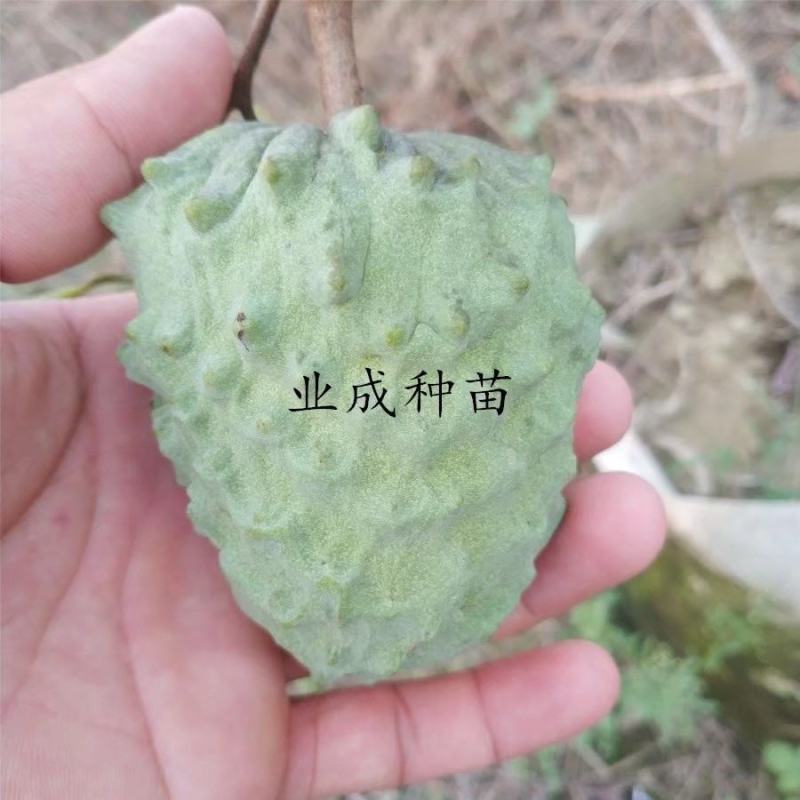 \番荔枝苗释迦果苗凤梨释迦树番荔枝树桩林檎果树