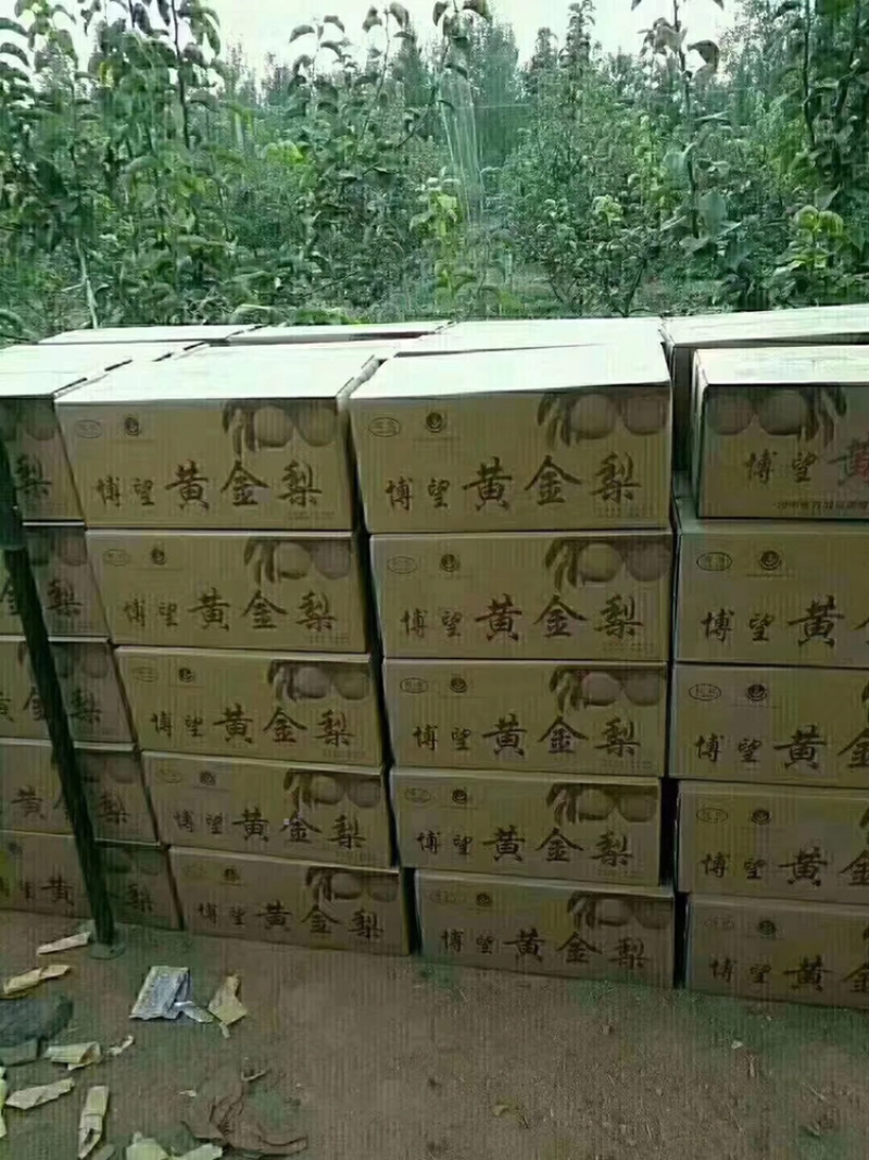 河南省方城县博望黄金梨基地
